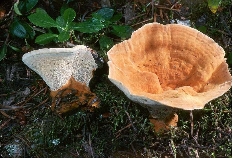 Inonotus tomentosus